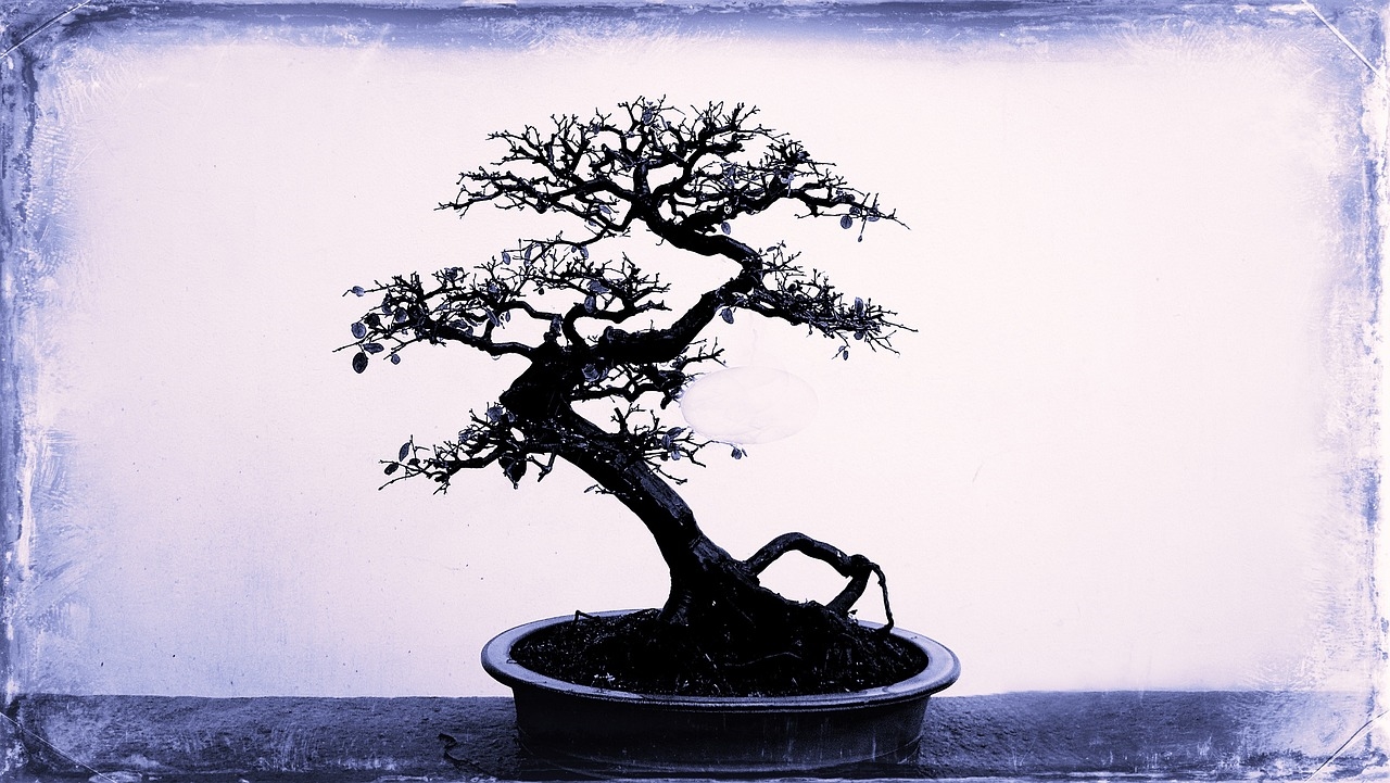 bonsai z fikusa