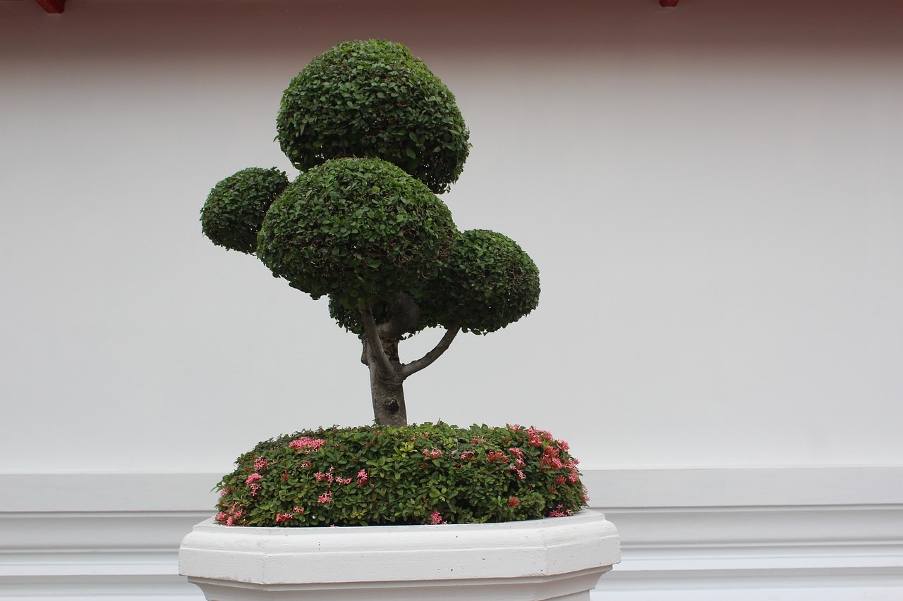 jak formować bonsai z cisa