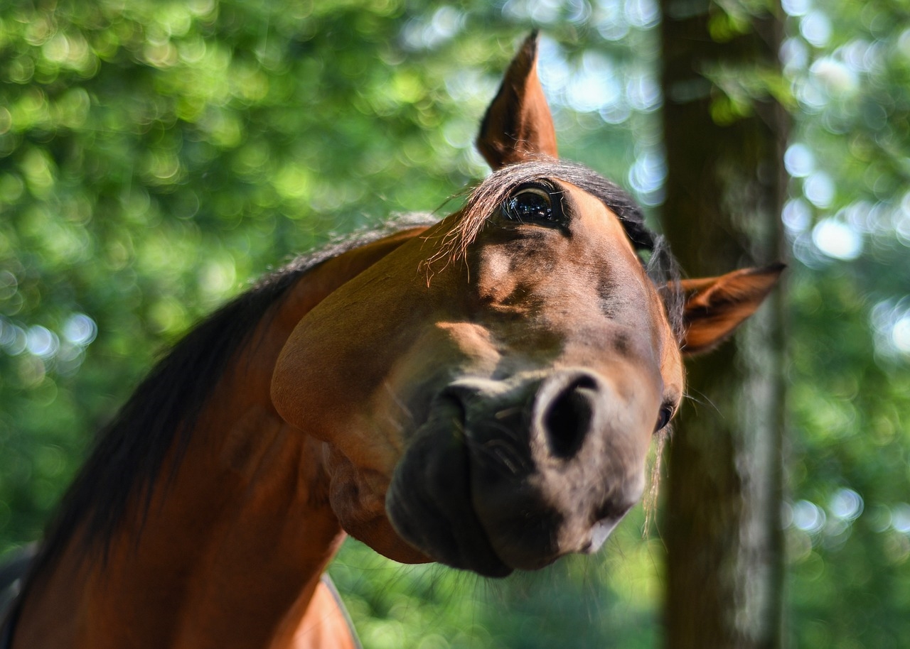 jak uszyć głowę konia