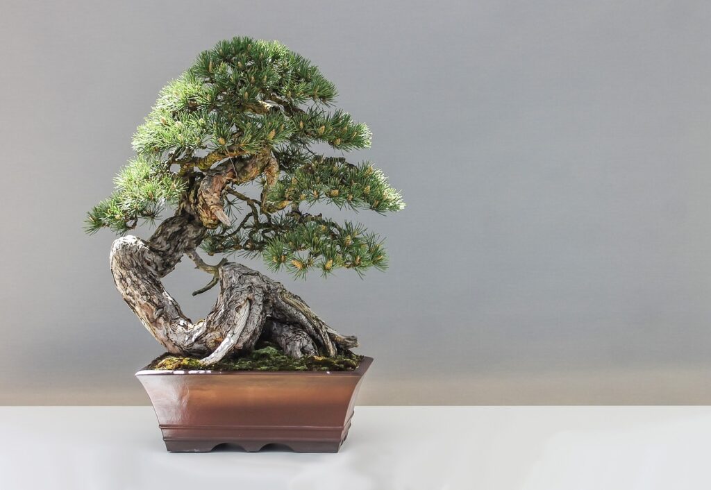 jak zrobić bonsai z cisa