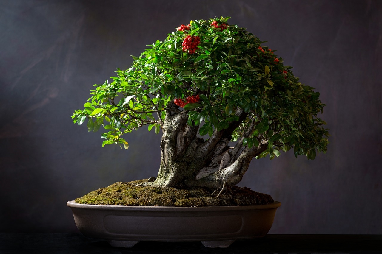 jak zrobić bonsai z fikusa benjamina